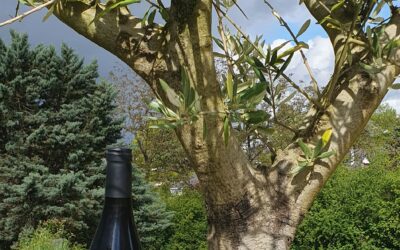 Domaine Tarra di l’Apa – Rouge 2021