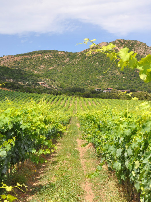 vin corse porto vecchio