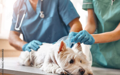 Tantos quanti ex universa philosophia percipi