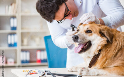 Tantos quanti ex universa philosophia percipi