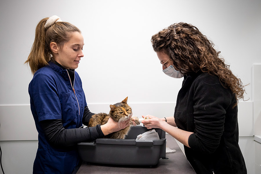 analyses médicales animaux