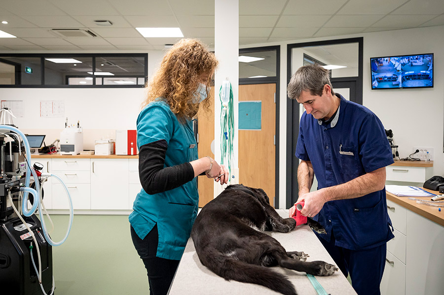 chirurgie orthopédique animale