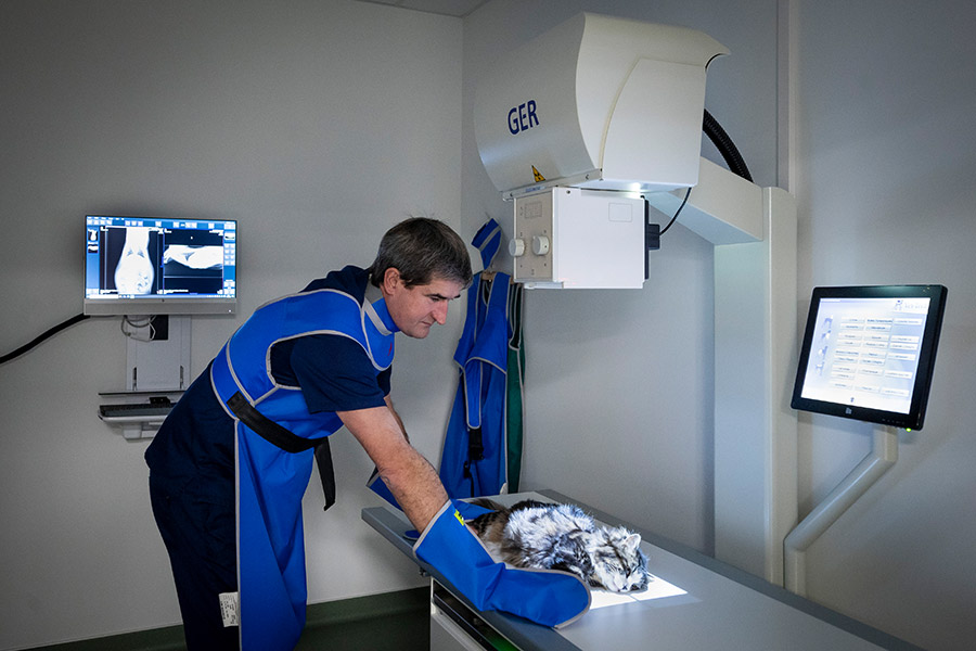 radiologie animaux vétérinaire